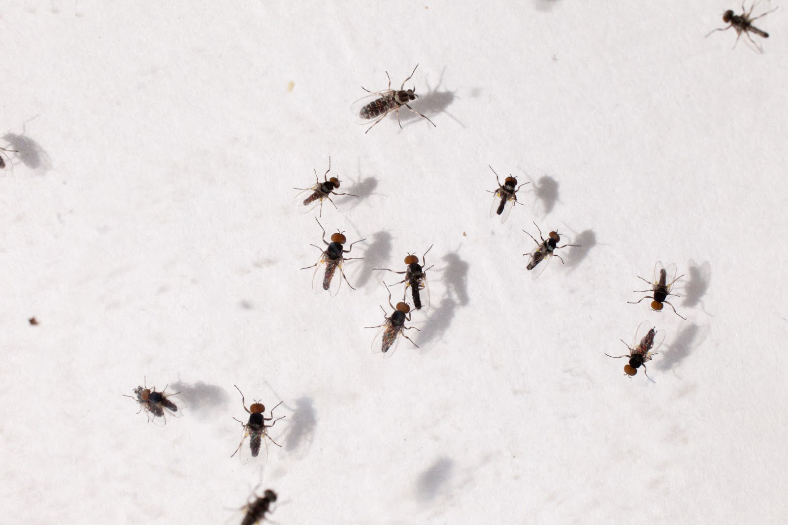 swarm of gnats around kitchen sink home remedies